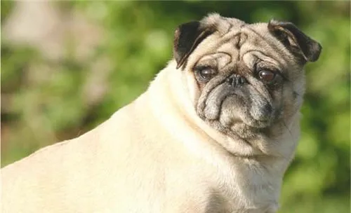 犬传染性肠炎的预防要点