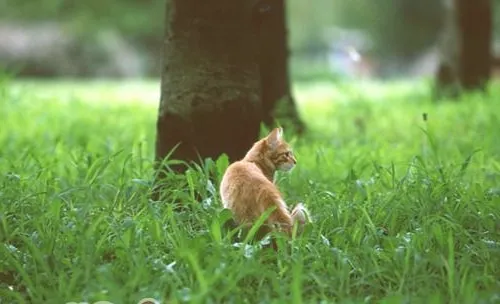 收养流浪猫的方法
