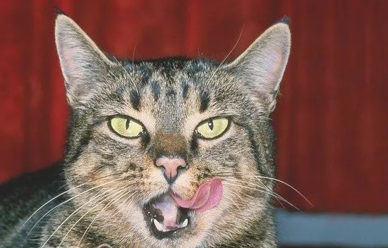 帮助猫咪除口臭的方法