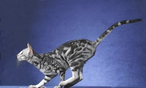猫咪打架的四大原因