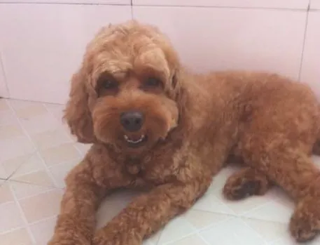 泰迪患上鼻炎怎么办？泰迪鼻炎治疗