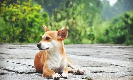 狗狗着凉怎么办？狗狗着凉