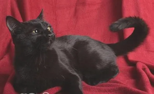 水晶猫砂使用方法