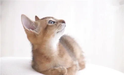 阿比西尼亚猫多少钱？