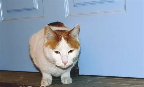 如何训练猫咪使用猫洞