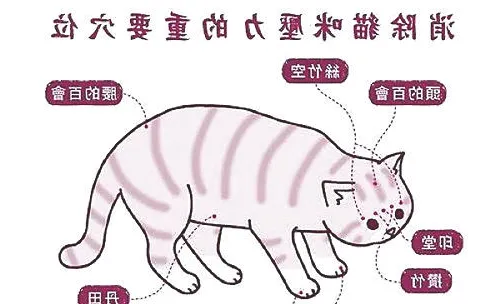 给猫咪按摩有什么好处