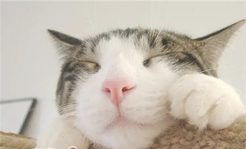 宠物猫脱毛怎么办？