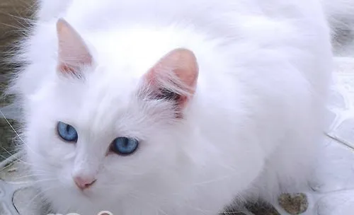 山东狮子猫的领养途径有哪些