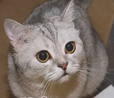 想要训练猫就要先了解猫