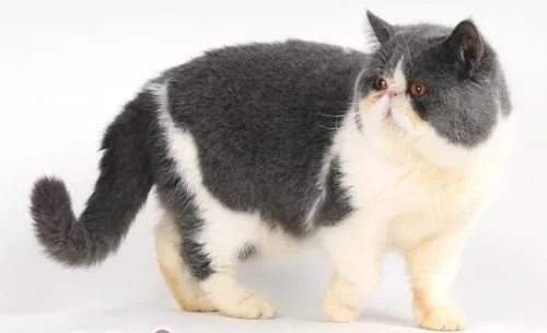 猫咪牙周炎的治疗方法