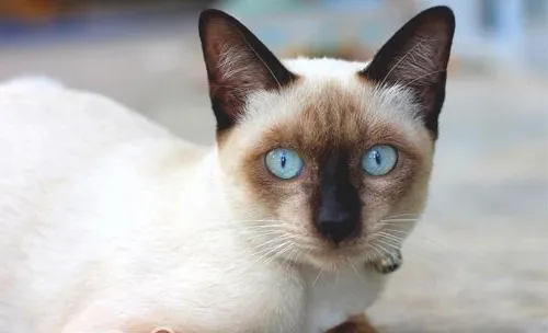 暹罗猫真的是很聒噪的猫咪吗