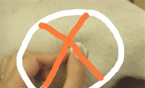 对于宠物免疫的新观念