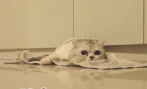 折耳猫智商排名居中无悬念