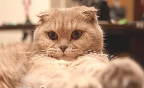 猫咪打呼噜可能是病