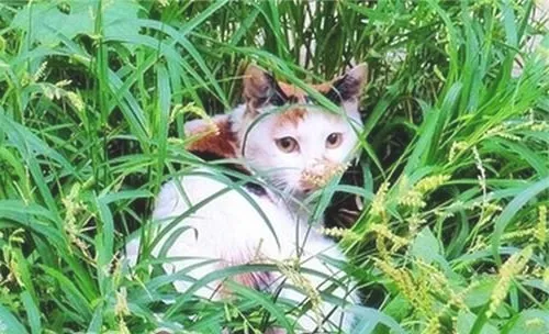 给宠物猫护理毛发的技巧