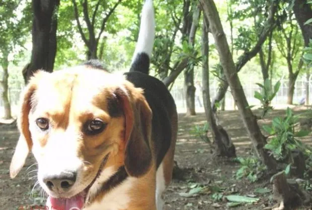 训练宠物狗要因狗制宜