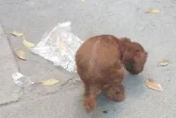 一例泰迪犬便秘的处置办法