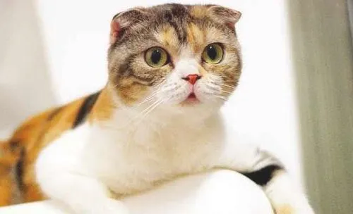 猫咪养护误区之同睡一床才亲密？