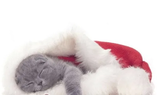 猫咪会不会做梦