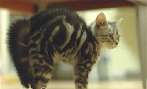 猫咪受惊怎么办
