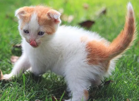 猫咪是不是都需要补充营养品