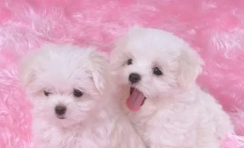 犬真菌性鼻炎的原因及相应症状