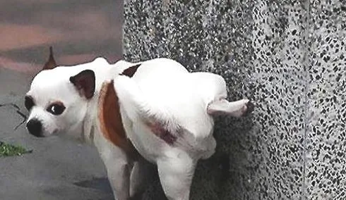 狗狗室内大小便怎么办？狗狗室内大小便训练的方法