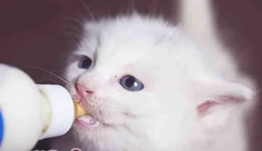 如何喂食没出乳牙的小猫