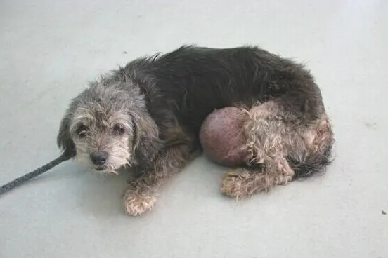 宠物肿瘤常见误区