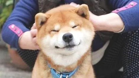 柴犬会在自己睡觉的地方拉屎吗？