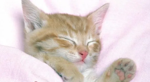 猫生大事，猫咪踩奶的秘密