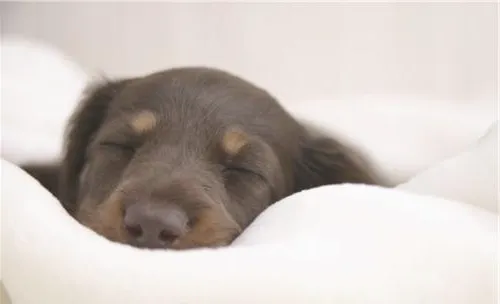 犬便秘的预防措施