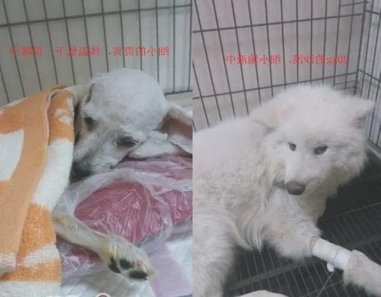 关于细小病毒的偏方和想法