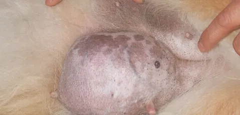 宠物肿瘤常见误区