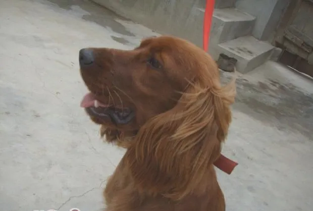狗咽炎的预防和治疗