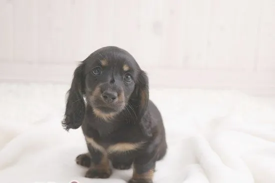 如何让宠物狗养成独立的性格