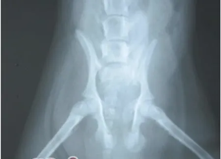 犬骨盆骨折