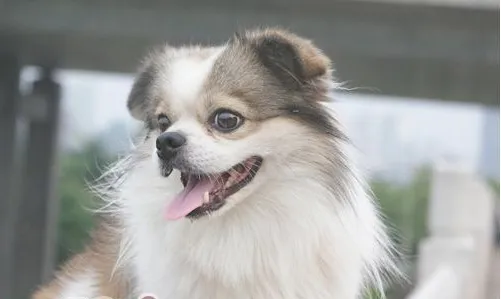 狗狗护食可从喂食方法改起