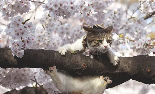 猫咪喜欢高处的原因之如何防止意外