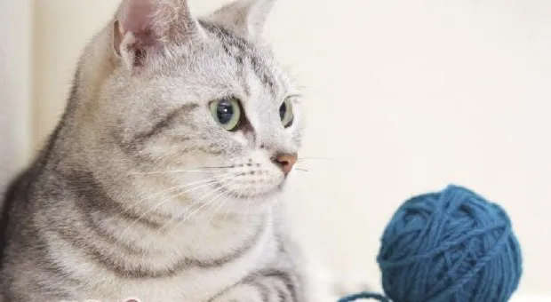 温顺猫咪养成守则
