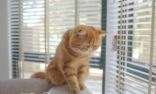 猫咪小知识