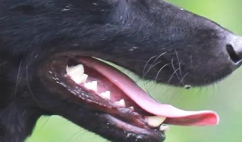 狗狗牙结石危害狗狗如何清除牙结石