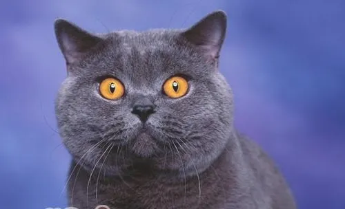 你知道成猫猫粮和幼猫猫粮的区别吗