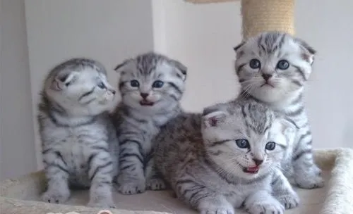 不要跟猫咪硬碰硬