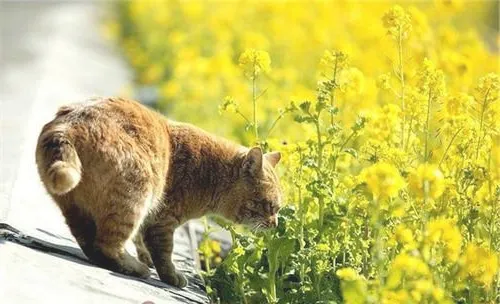 哪些植物会引起猫咪中毒