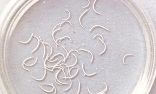 如何辨别狗狗常见的寄生虫病