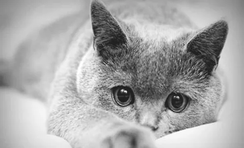 当你的猫咪老了该怎么办