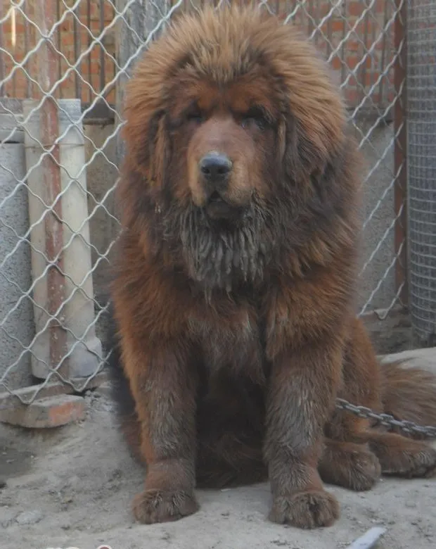 犬黄疸病病因诊断与防治