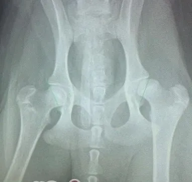 浅谈犬的髋关节发育异常的治疗