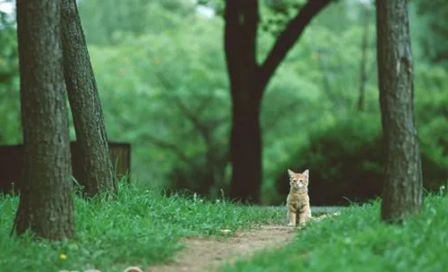 教你搞定猫咪和狗狗相处问题